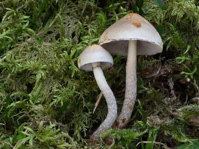 Hypholoma radicosum